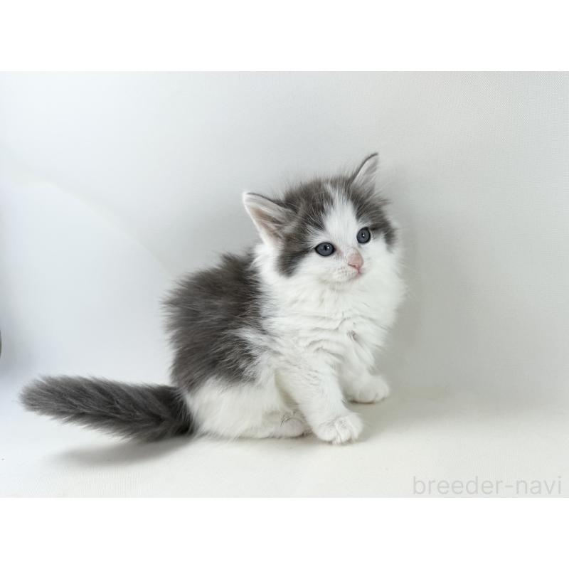 販売中の福岡県のノルウェージャンフォレストキャット-138954の3枚目