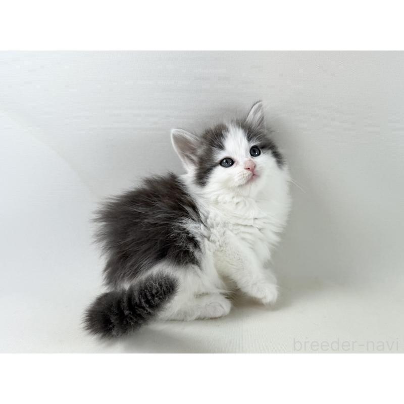 販売中の福岡県のノルウェージャンフォレストキャット-138954の2枚目