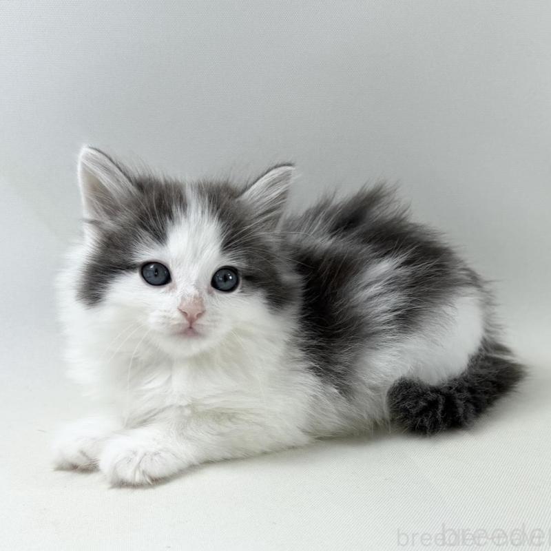 販売中の福岡県のノルウェージャンフォレストキャット-138954の1枚目