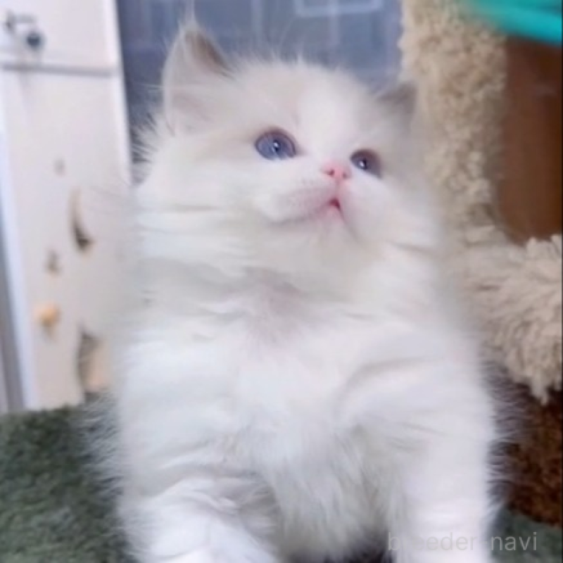 販売中の千葉県のラグドール-138955の2枚目