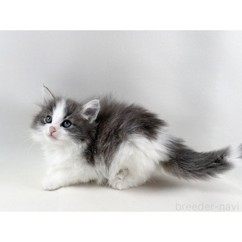 販売中の福岡県のノルウェージャンフォレストキャット-138956の15枚目