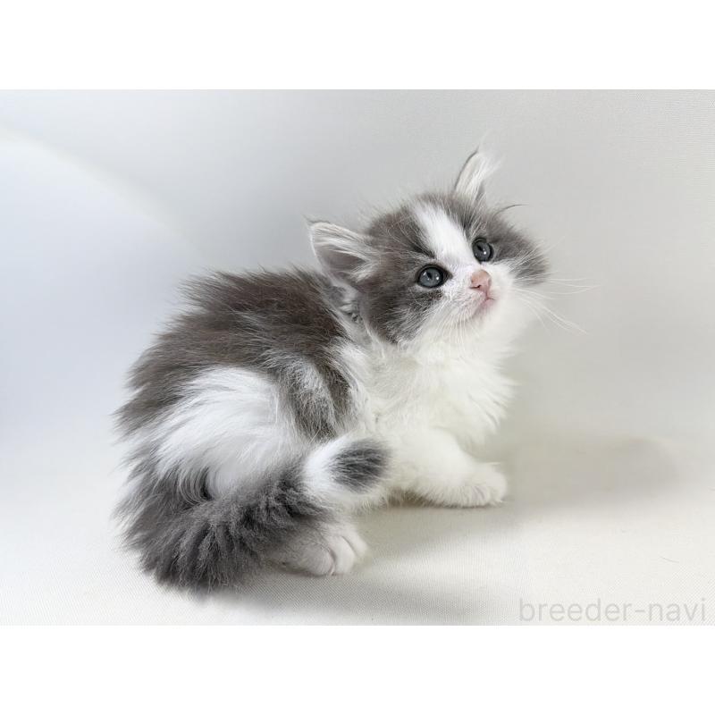 販売中の福岡県のノルウェージャンフォレストキャット-138956の13枚目