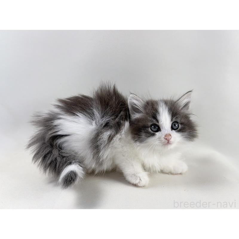 販売中の福岡県のノルウェージャンフォレストキャット-138956の12枚目