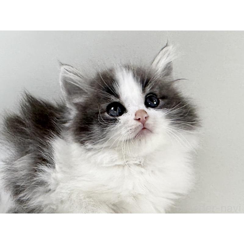 販売中の福岡県のノルウェージャンフォレストキャット-138956の10枚目