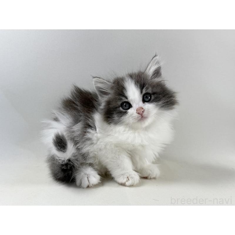 販売中の福岡県のノルウェージャンフォレストキャット-138956の9枚目