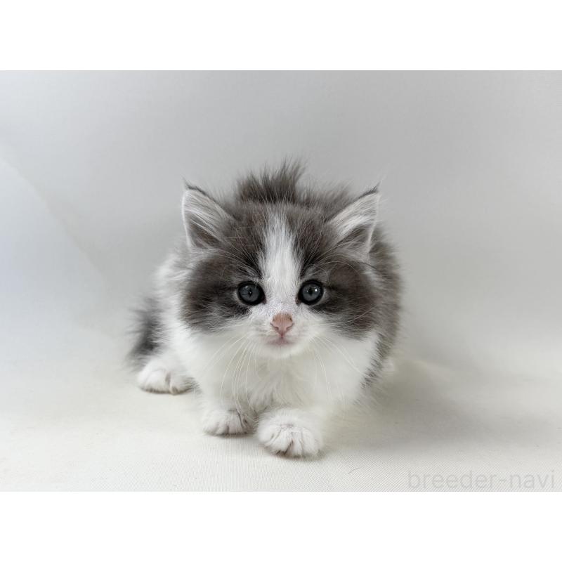 販売中の福岡県のノルウェージャンフォレストキャット-138956の8枚目