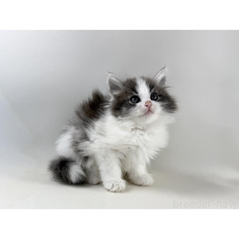 販売中の福岡県のノルウェージャンフォレストキャット-138956の7枚目