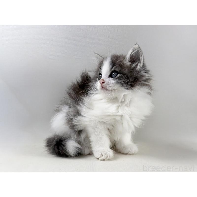 販売中の福岡県のノルウェージャンフォレストキャット-138956の6枚目