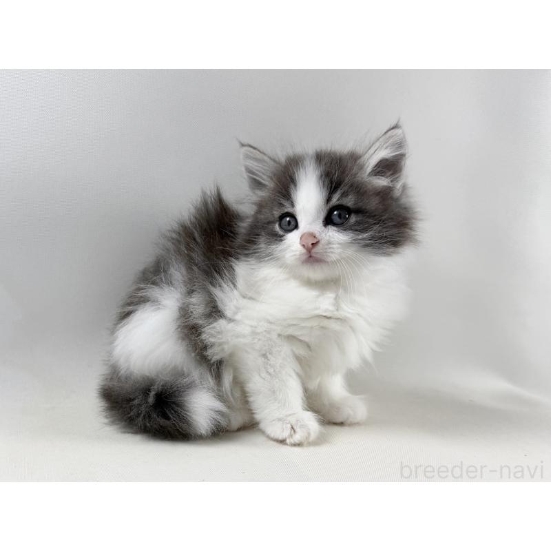 販売中の福岡県のノルウェージャンフォレストキャット-138956の5枚目