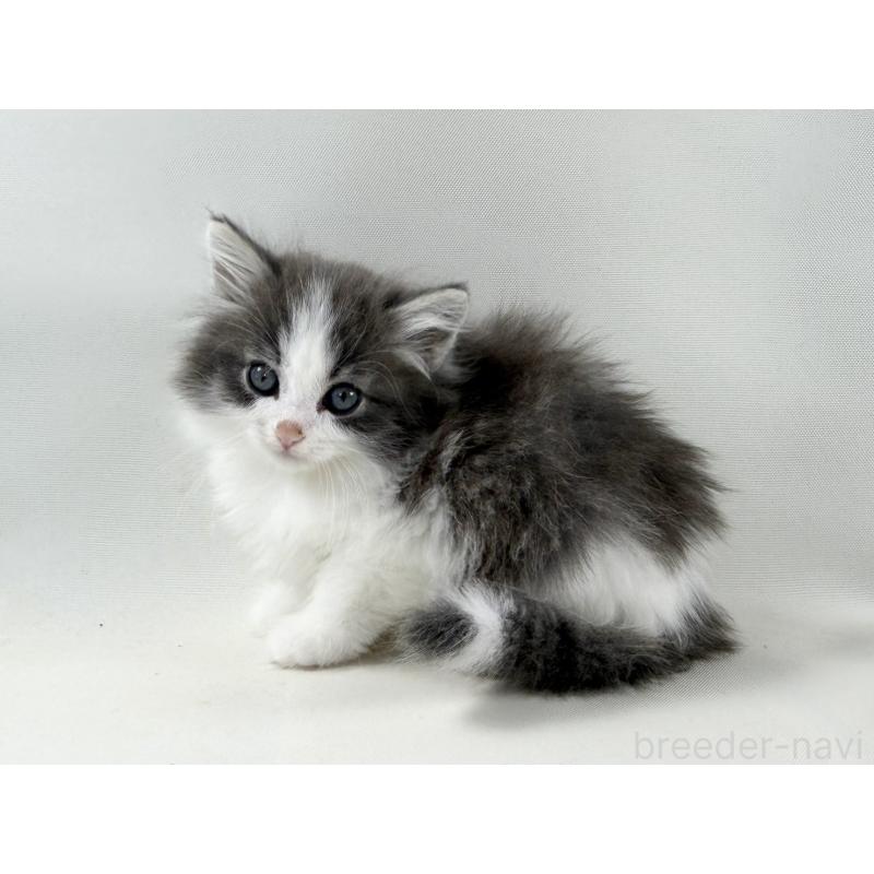 販売中の福岡県のノルウェージャンフォレストキャット-138956の4枚目