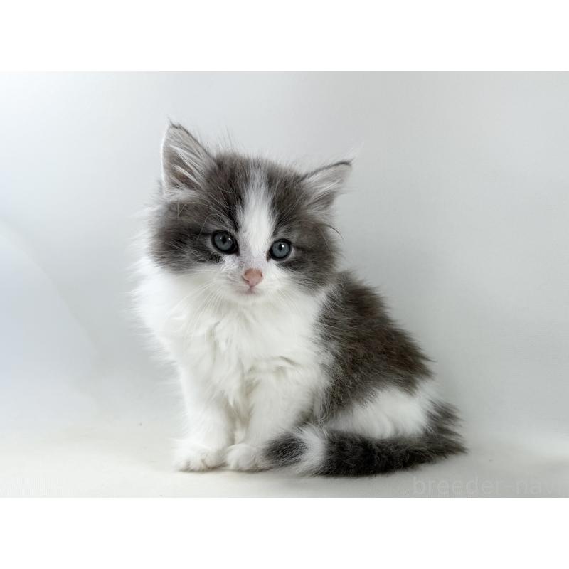 販売中の福岡県のノルウェージャンフォレストキャット-138956の2枚目