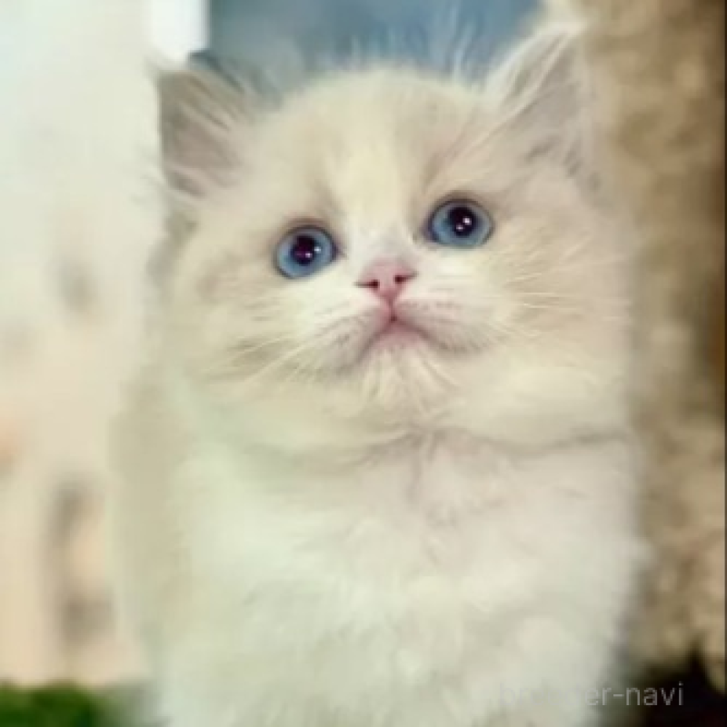 販売中の千葉県のラグドール-138957の2枚目