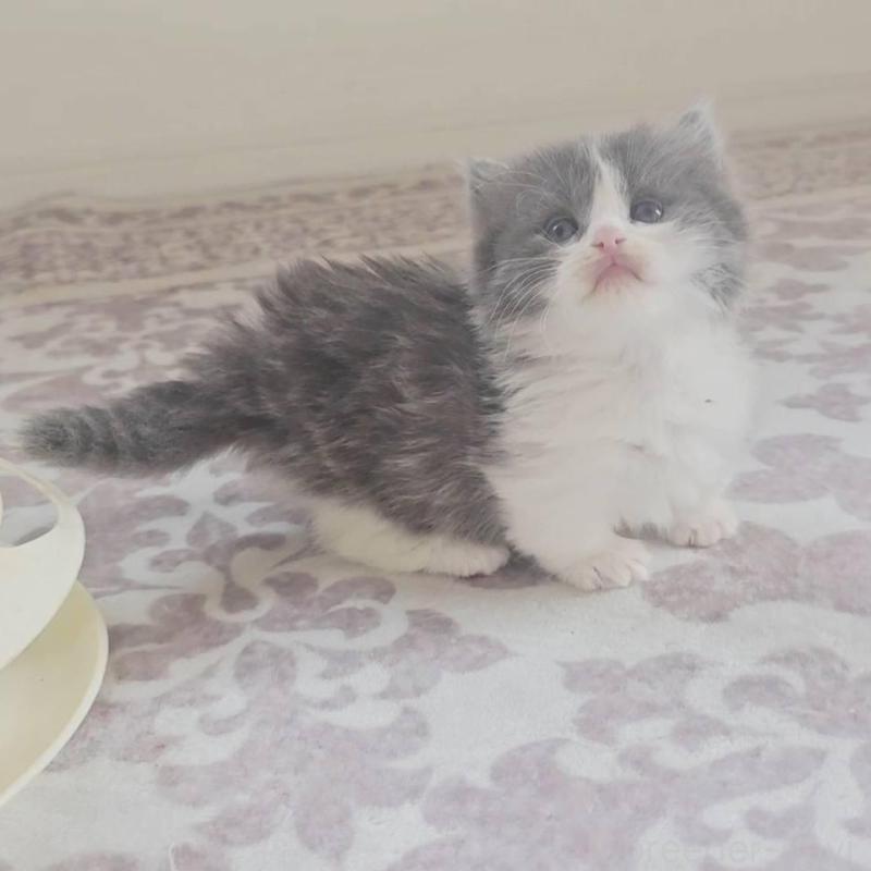 販売中の福岡県のマンチカン(短足)-138958の6枚目