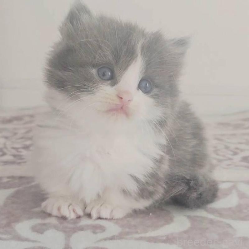 販売中の福岡県のマンチカン(短足)-138958の5枚目