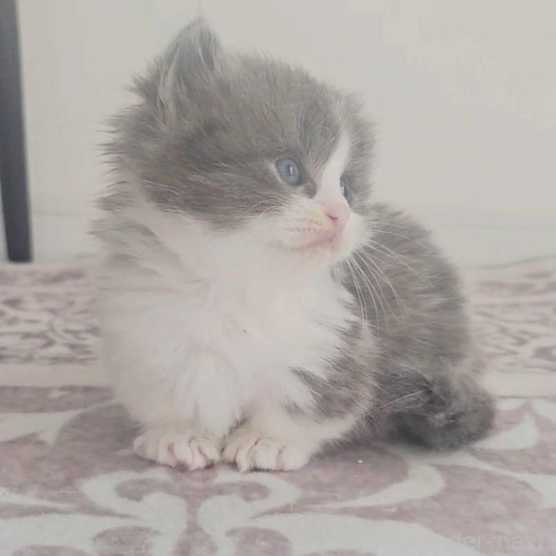 販売中の福岡県のマンチカン(短足)-138958の4枚目