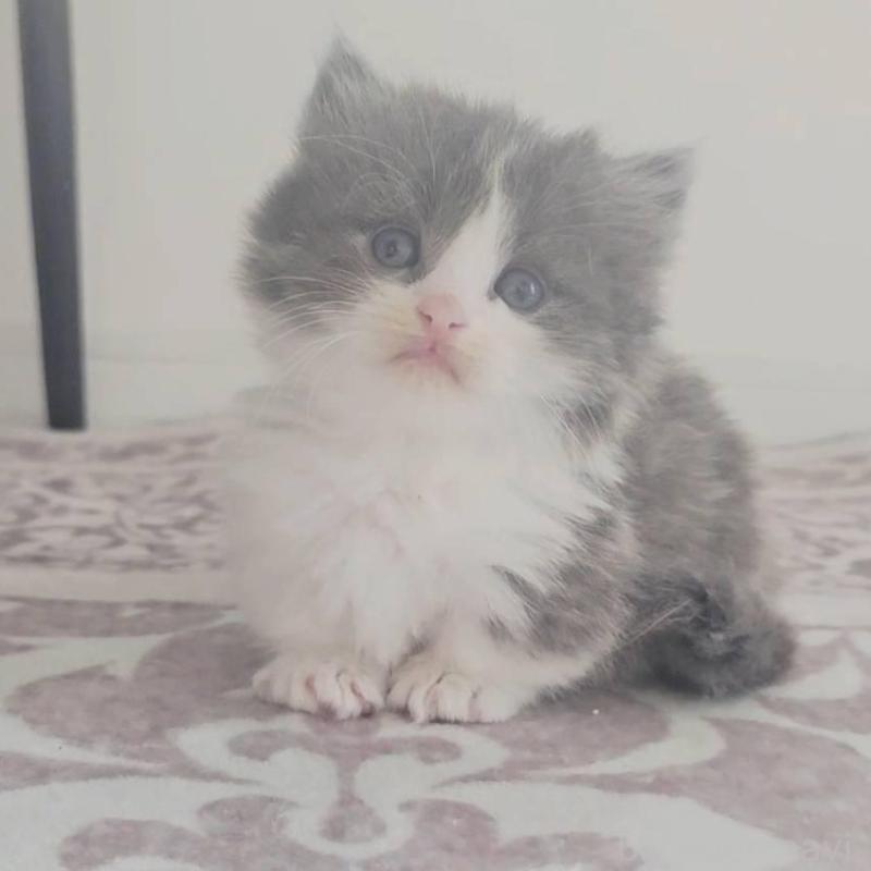 販売中の福岡県のマンチカン(短足)-138958の1枚目