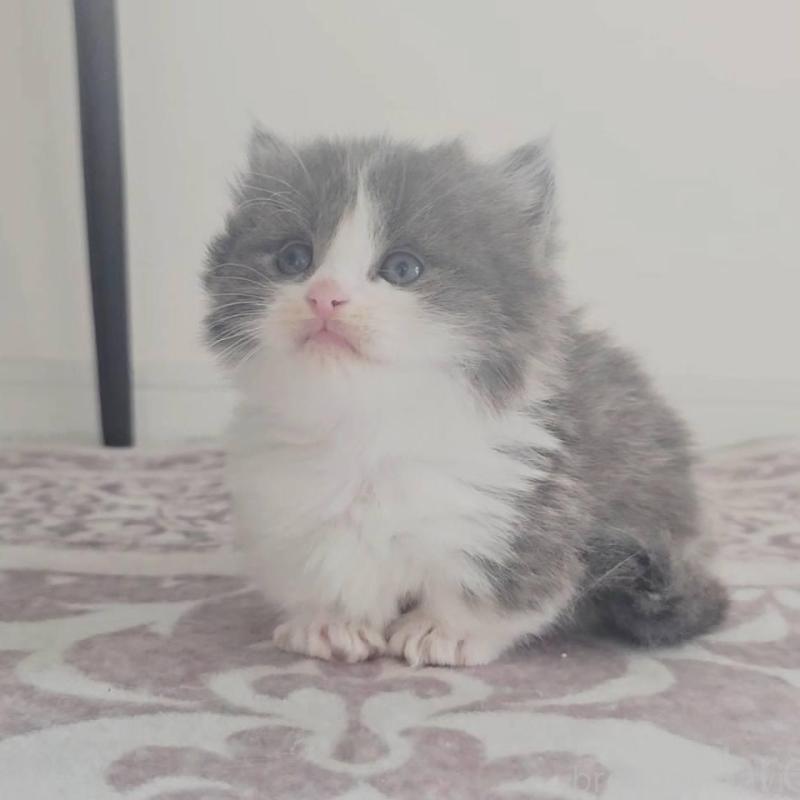 販売中の福岡県のマンチカン(短足)-138958の2枚目