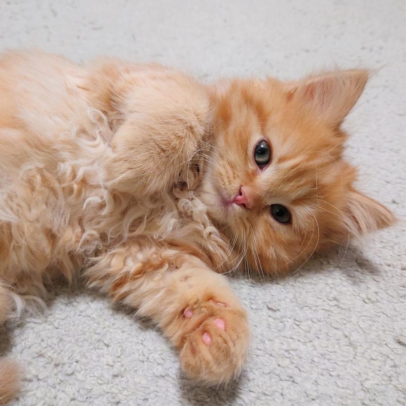 販売中の埼玉県のミヌエット-136382