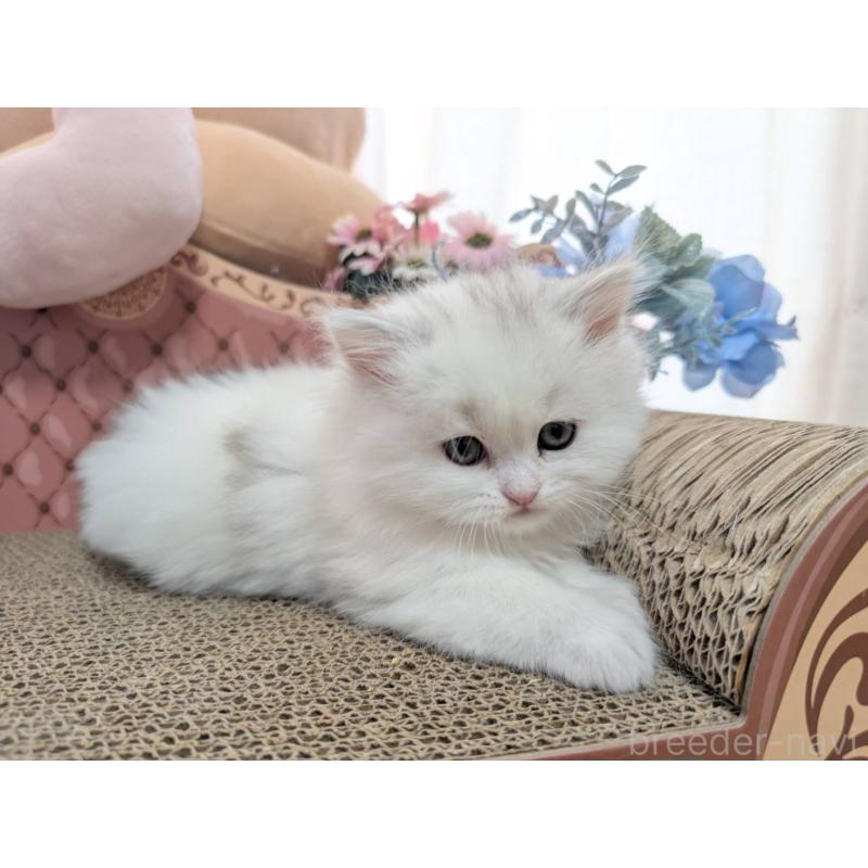 販売中の岩手県のミヌエット-138959の6枚目