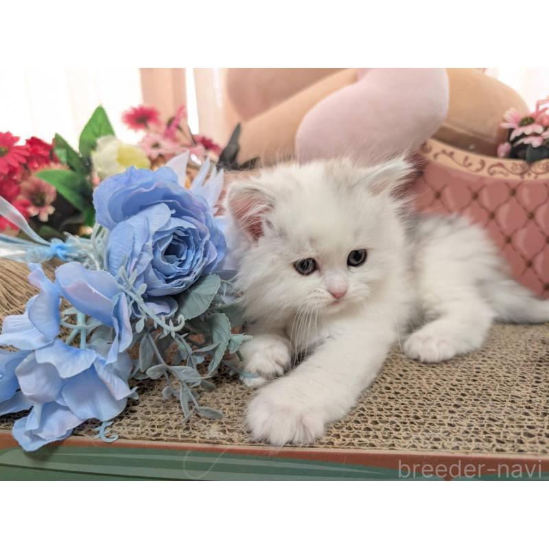 販売中の岩手県のミヌエット-138959の4枚目