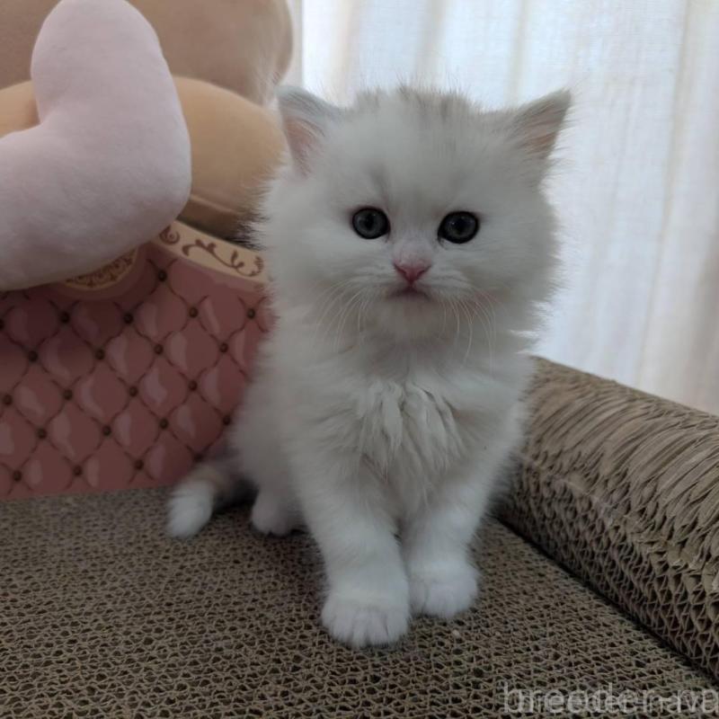 販売中ののミヌエット-138959