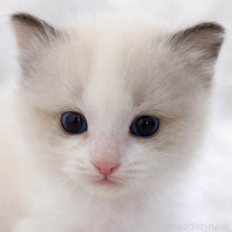 販売中ののラグドール-138960