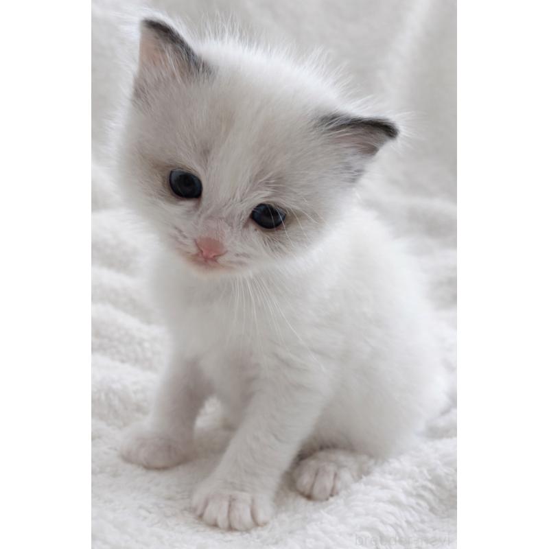 販売中の鹿児島県のラグドール-138960の3枚目