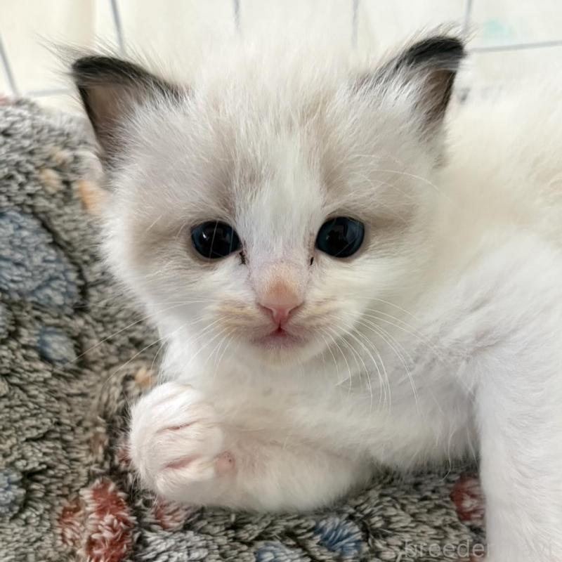 販売中の鹿児島県のラグドール-138960の2枚目