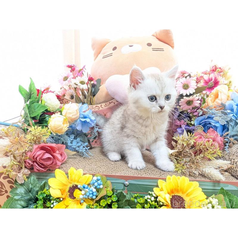 販売中の岩手県のミヌエット-138961の8枚目