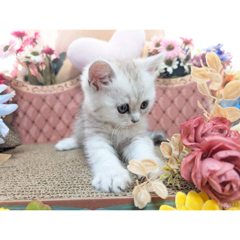 販売中の岩手県のミヌエット-138961の7枚目