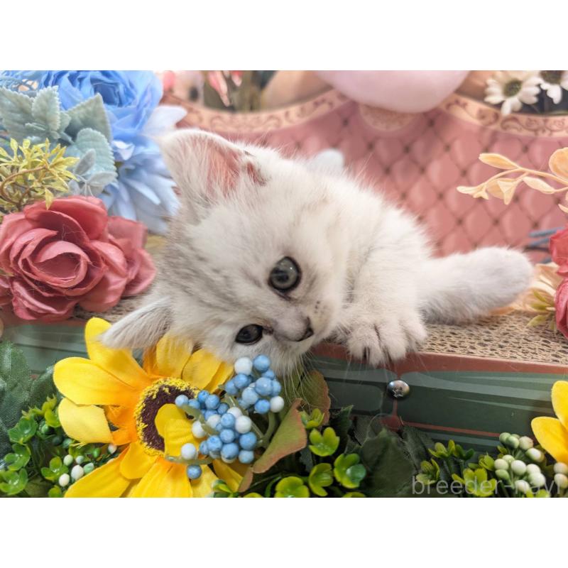 販売中の岩手県のミヌエット-138961の6枚目