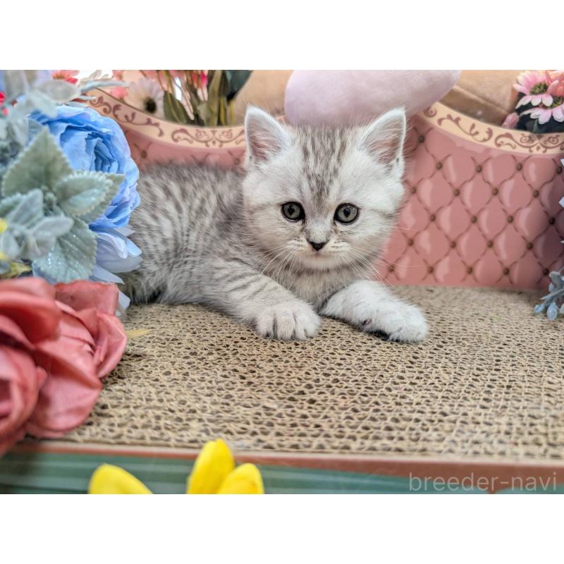 販売中の岩手県のミヌエット-138961の5枚目