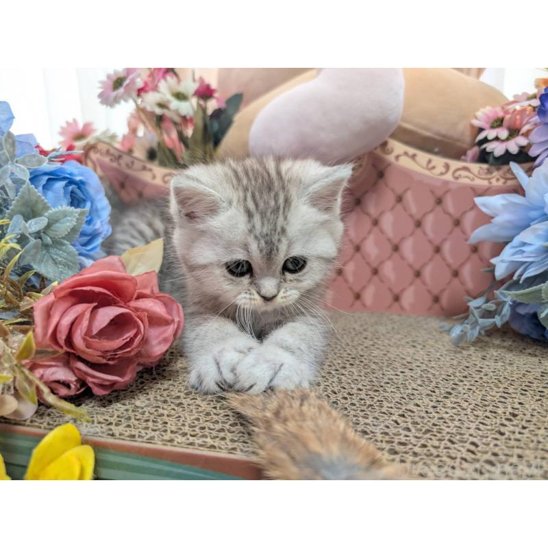 販売中の岩手県のミヌエット-138961の4枚目