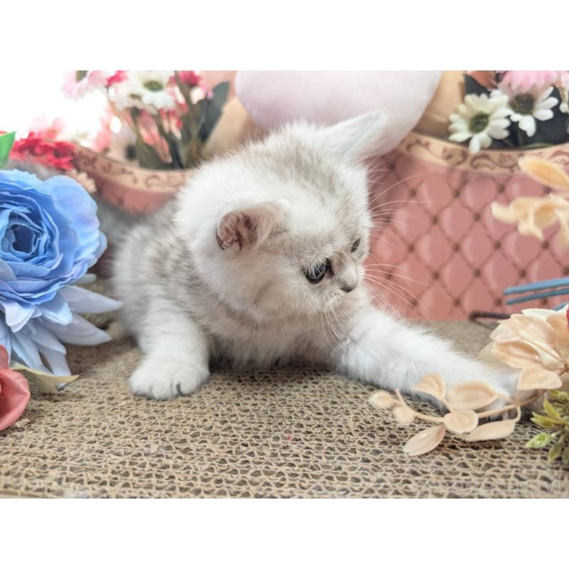 販売中の岩手県のミヌエット-138961の3枚目