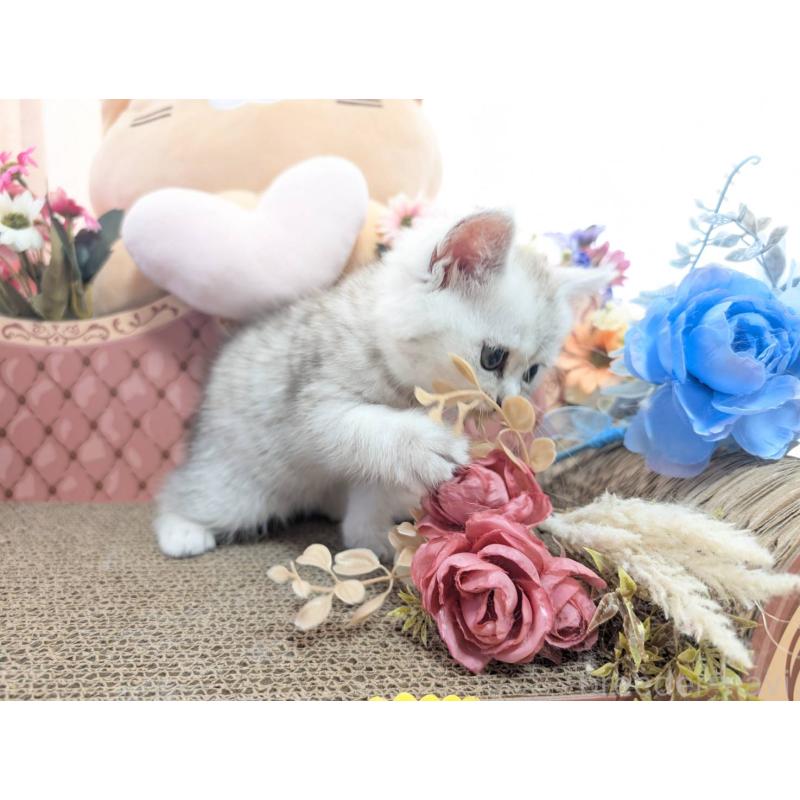 販売中の岩手県のミヌエット-138961の2枚目