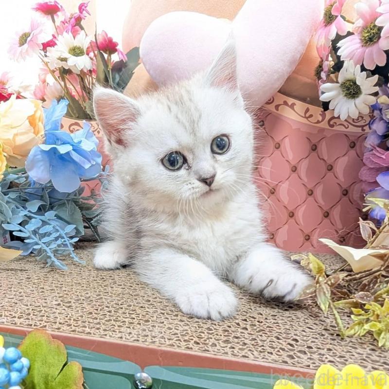 販売中の岩手県のミヌエット-138961