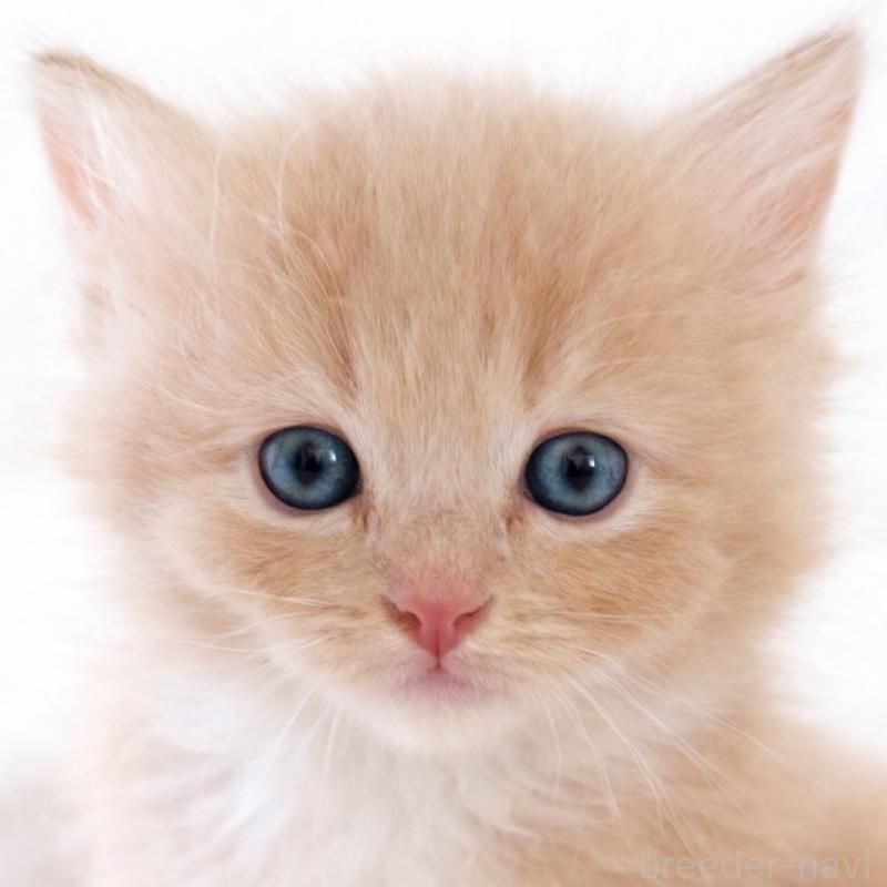 販売中の鹿児島県のスコティッシュフォールド-138962の1枚目