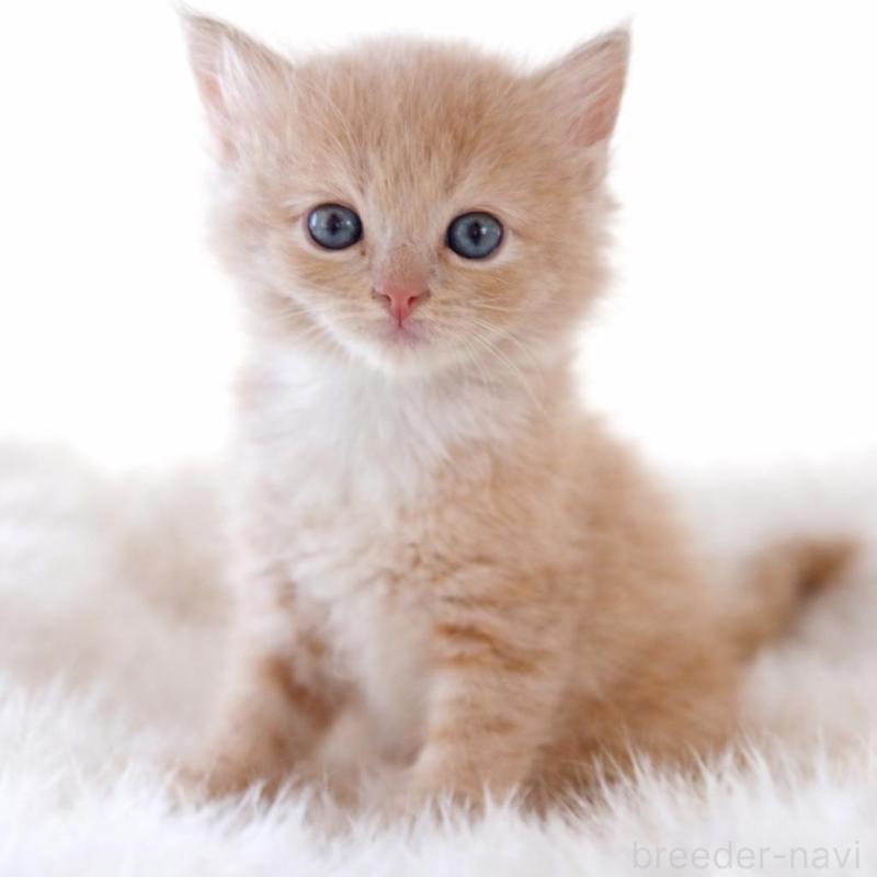 販売中の鹿児島県のスコティッシュフォールド-138962の2枚目