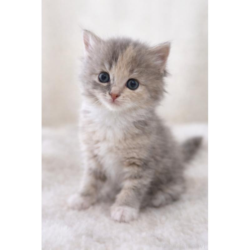 販売中の鹿児島県のスコティッシュフォールド-138963の3枚目