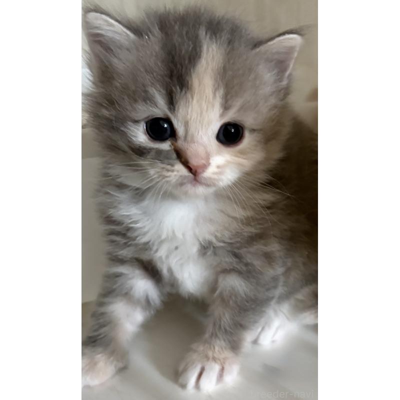 販売中の鹿児島県のスコティッシュフォールド-138963の2枚目