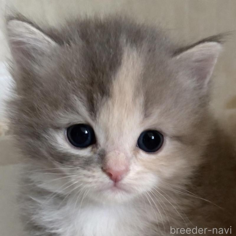 販売中の鹿児島県のスコティッシュフォールド-138963