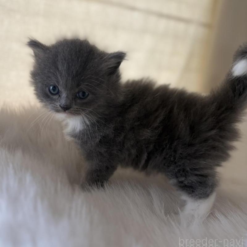 販売中の鹿児島県のスコティッシュフォールド-138964の5枚目