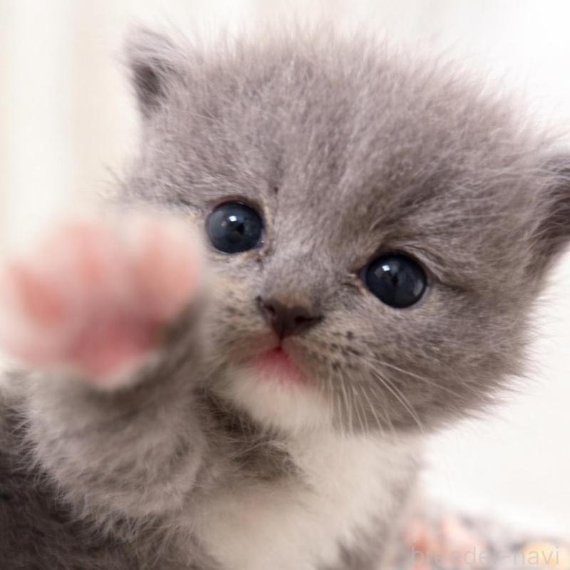 販売中の鹿児島県のスコティッシュフォールド-138964