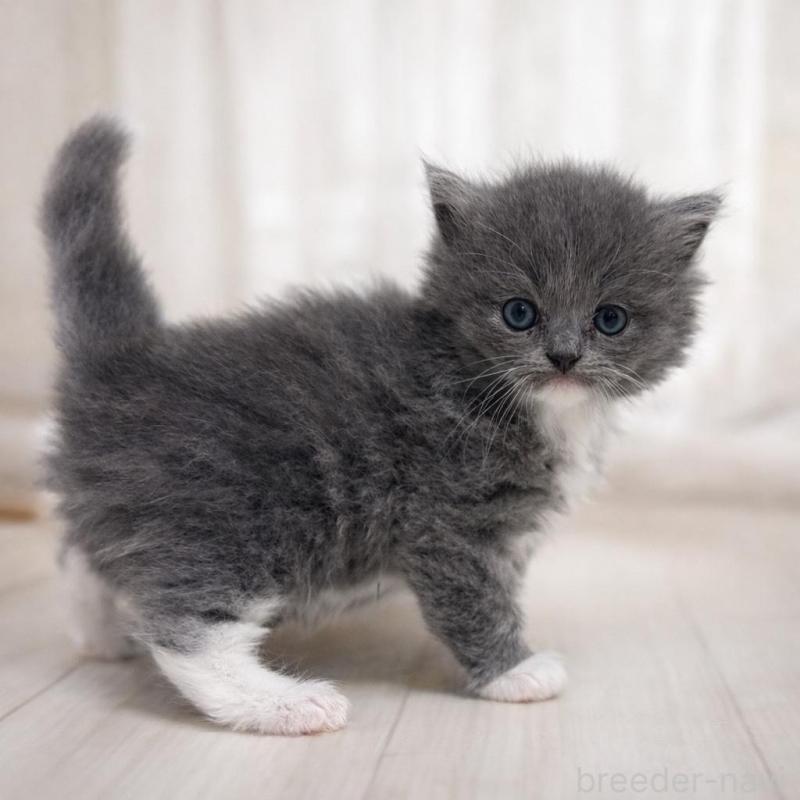 販売中の鹿児島県のスコティッシュフォールド-138964の3枚目