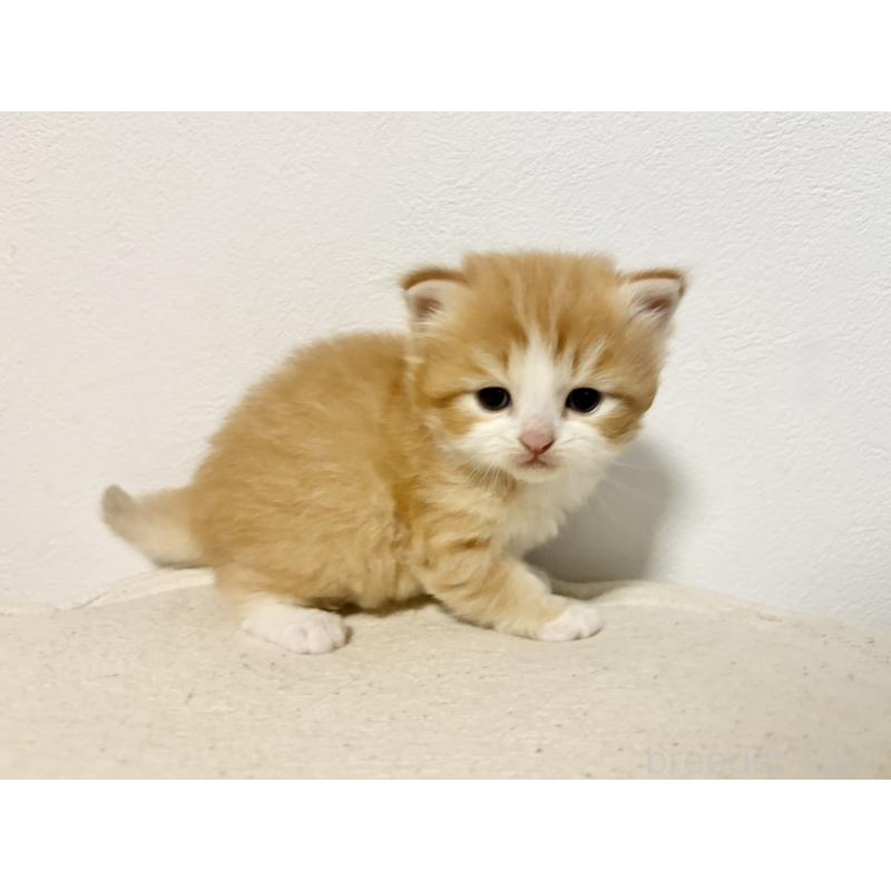 販売中の兵庫県のサイベリアン-138965の10枚目