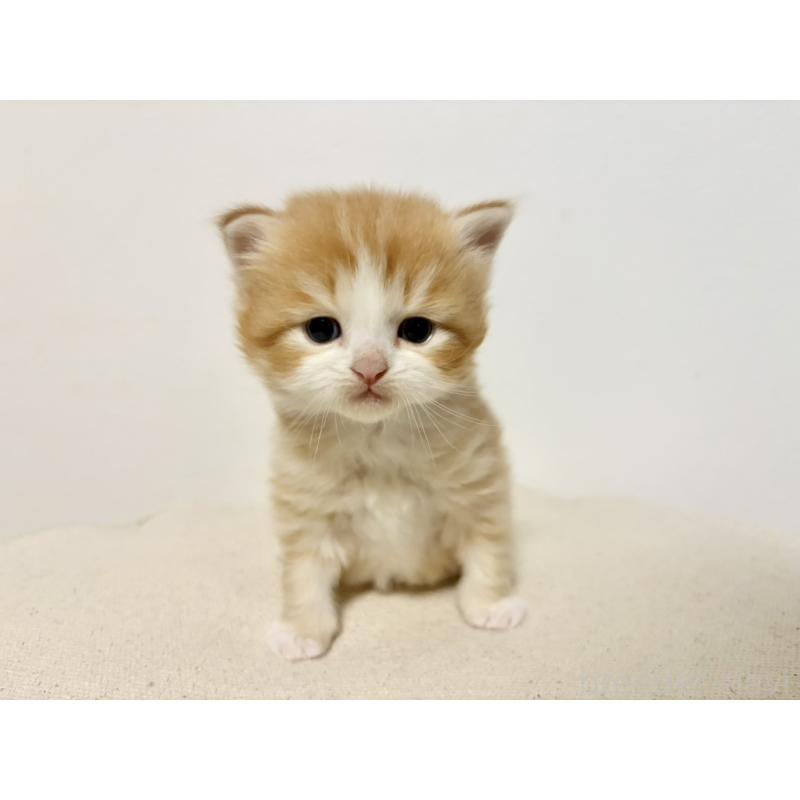 販売中の兵庫県のサイベリアン-138965の9枚目