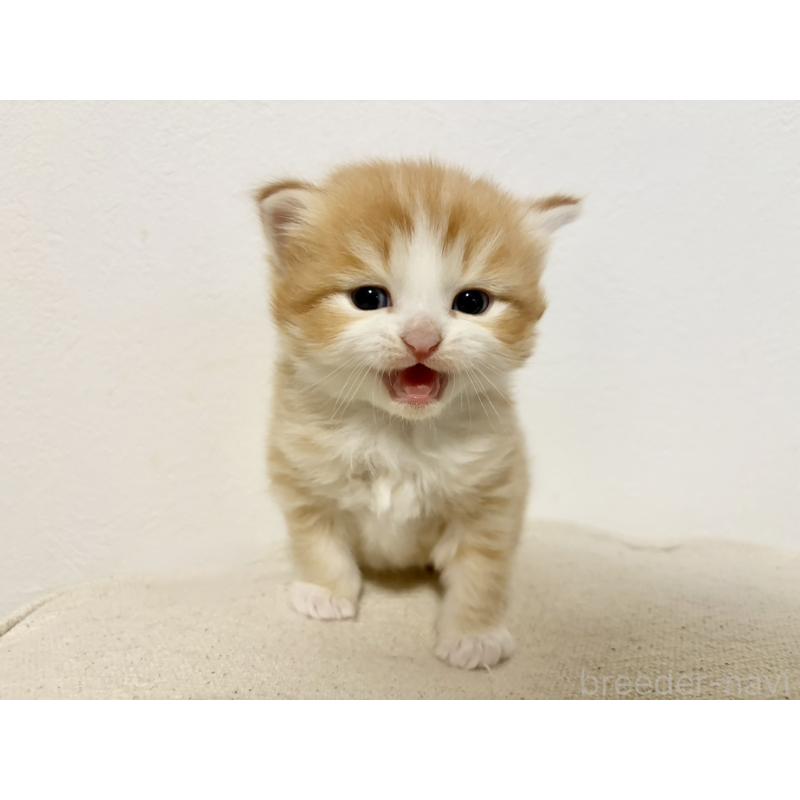 販売中の兵庫県のサイベリアン-138965の8枚目