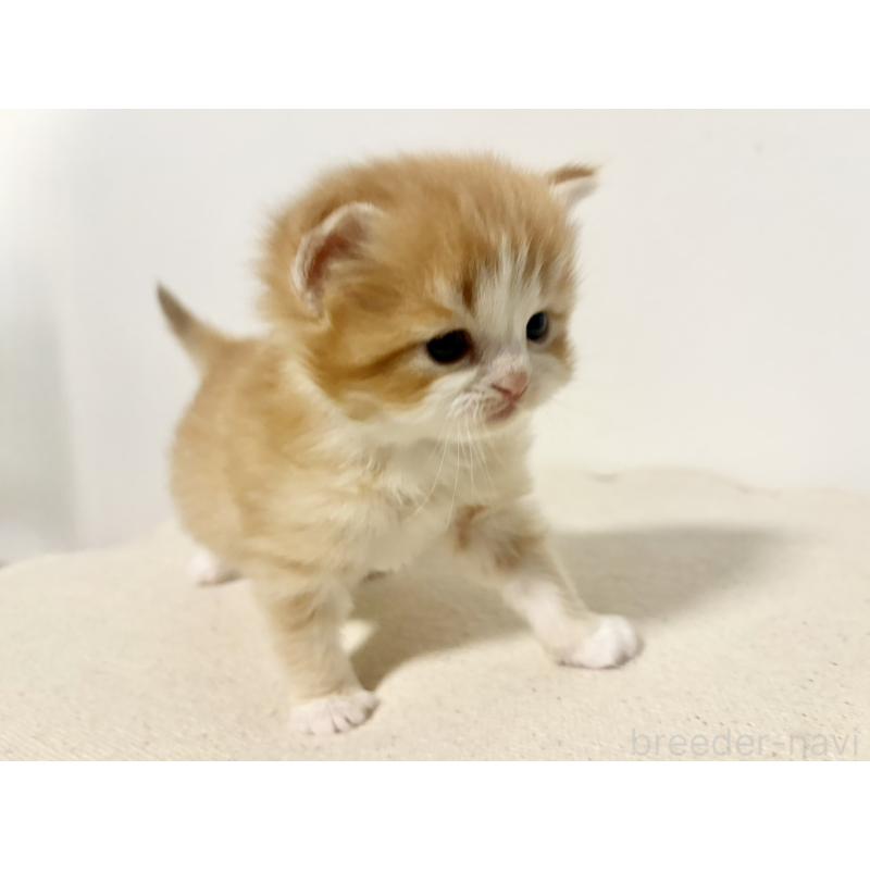 販売中の兵庫県のサイベリアン-138965の7枚目