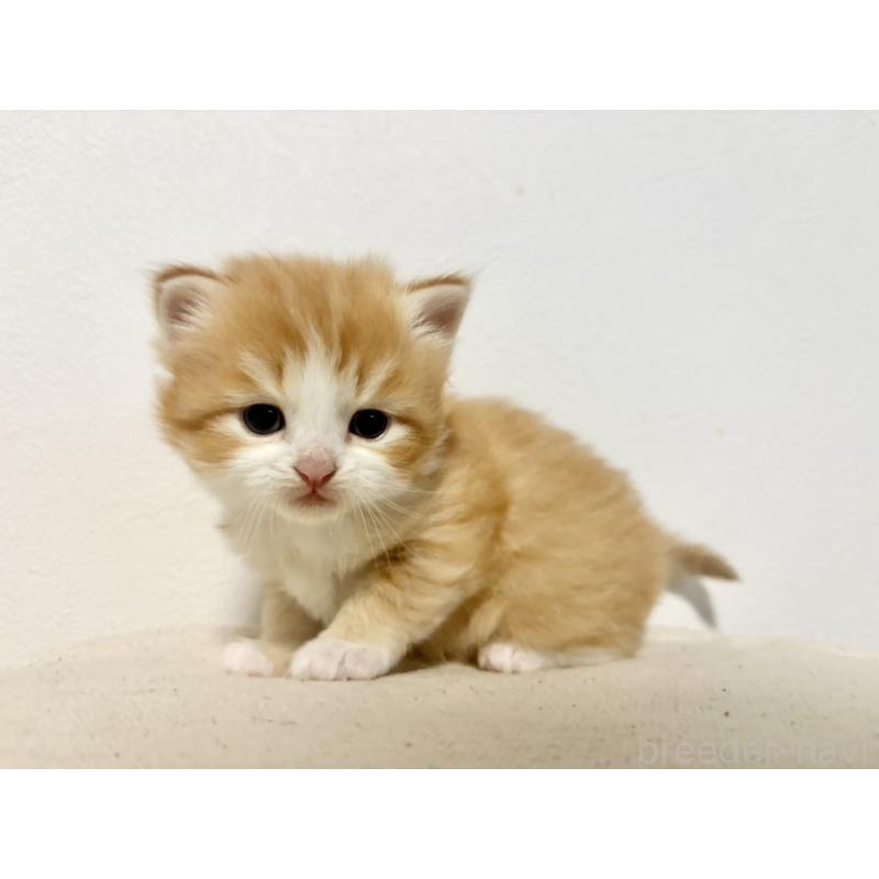 販売中の兵庫県のサイベリアン-138965の4枚目