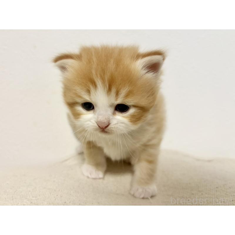 販売中の兵庫県のサイベリアン-138965の5枚目